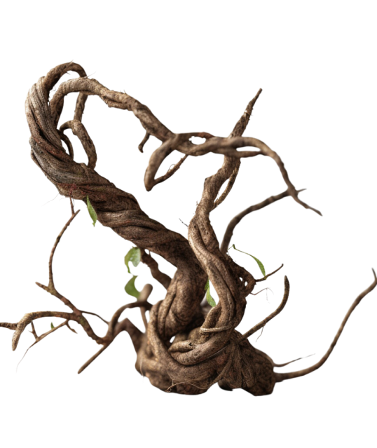 /crooked tree.png